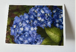 Blue Hydrangea Glittercard